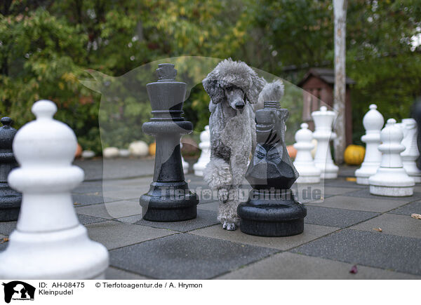 Kleinpudel / Standard Poodle / AH-08475