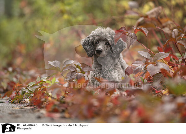 Kleinpudel / Standard Poodle / AH-08495