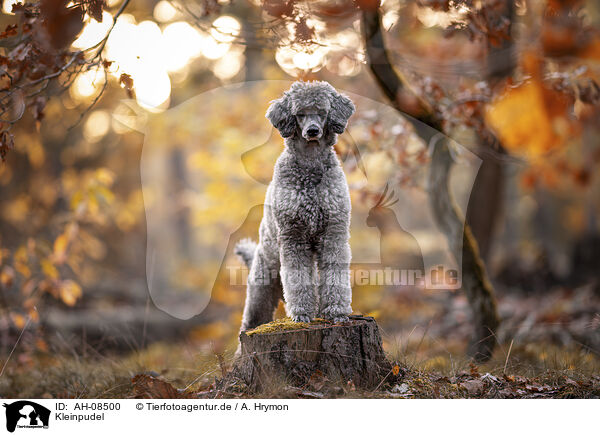Kleinpudel / Standard Poodle / AH-08500