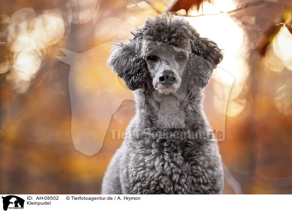 Kleinpudel / Standard Poodle / AH-08502