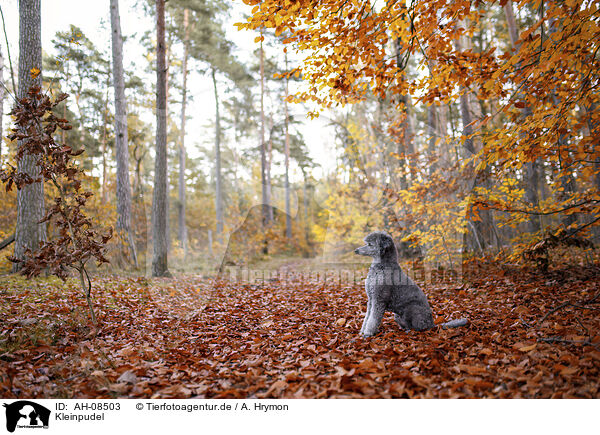Kleinpudel / Standard Poodle / AH-08503