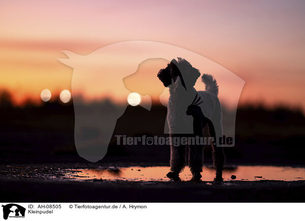 Kleinpudel / Standard Poodle / AH-08505
