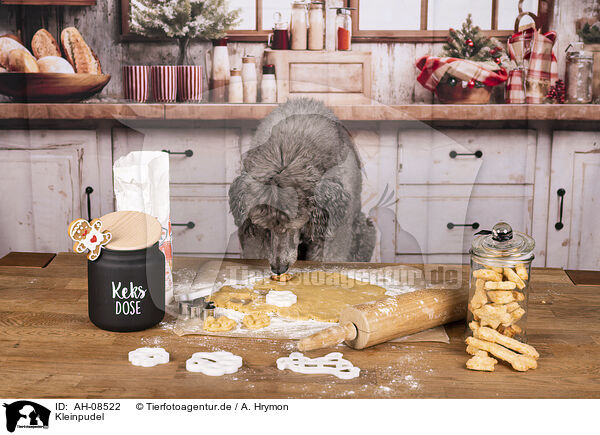 Kleinpudel / Standard Poodle / AH-08522