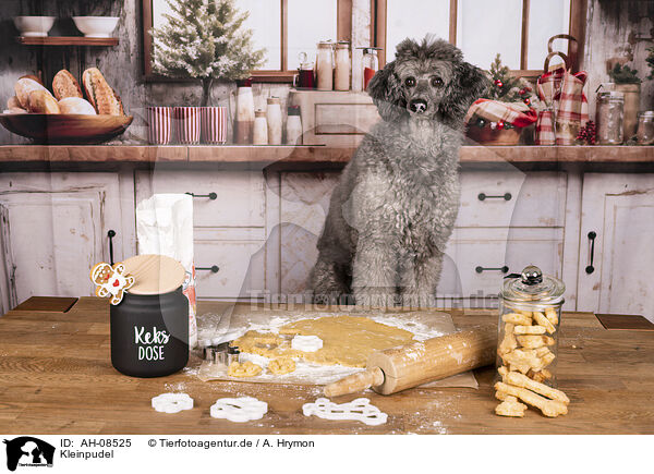 Kleinpudel / Standard Poodle / AH-08525