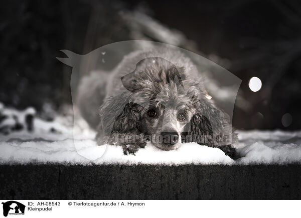 Kleinpudel / Standard Poodle / AH-08543