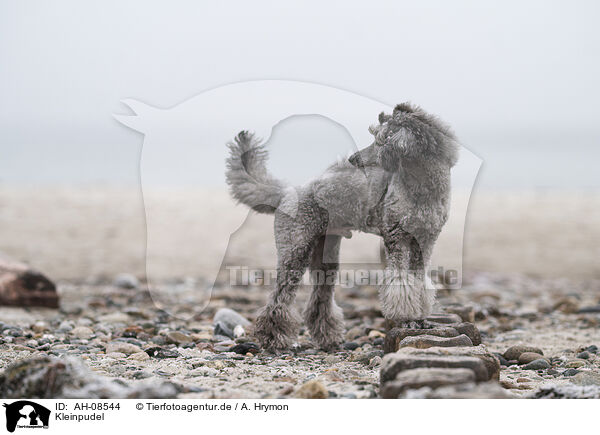 Kleinpudel / Standard Poodle / AH-08544