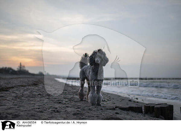 Kleinpudel / Standard Poodle / AH-08554