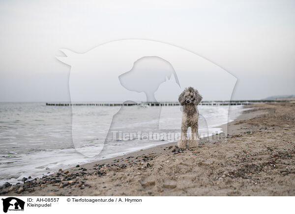 Kleinpudel / Standard Poodle / AH-08557