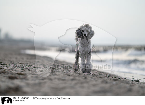 Kleinpudel / Standard Poodle / AH-08565