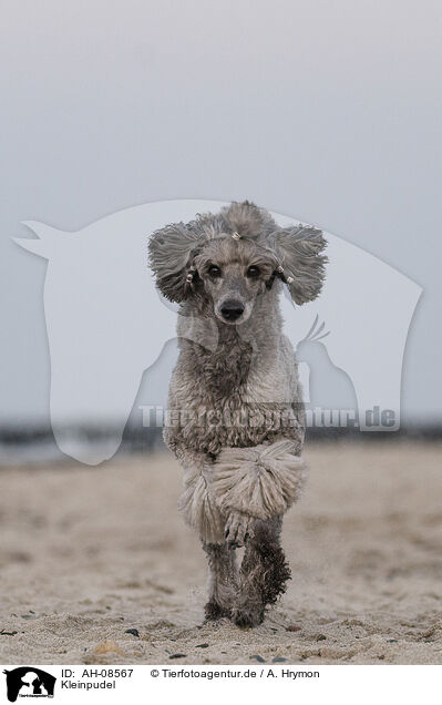 Kleinpudel / Standard Poodle / AH-08567