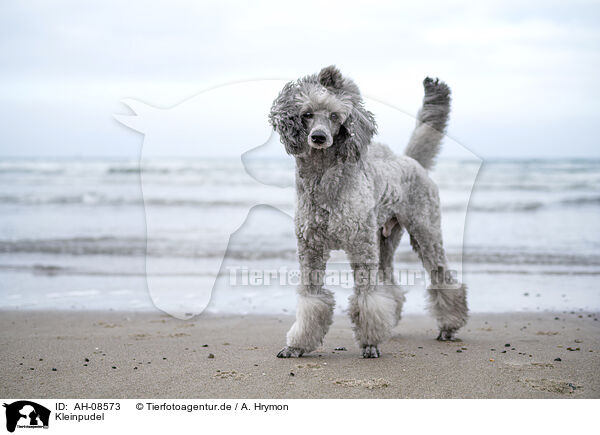 Kleinpudel / Standard Poodle / AH-08573