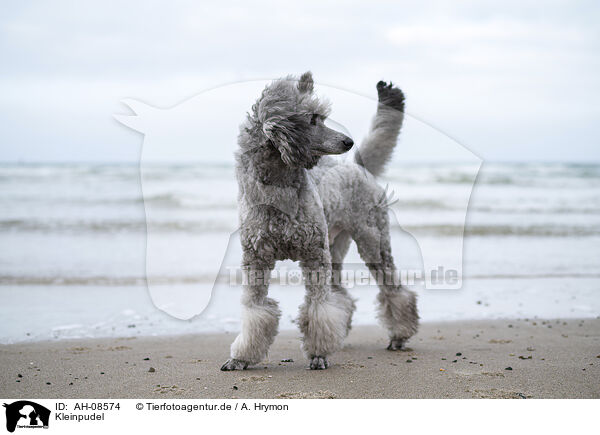 Kleinpudel / Standard Poodle / AH-08574