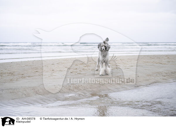 Kleinpudel / Standard Poodle / AH-08578