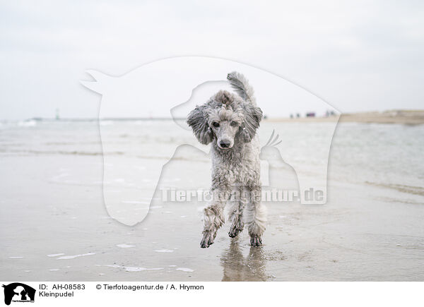 Kleinpudel / Standard Poodle / AH-08583