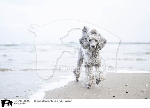 Kleinpudel / Standard Poodle / AH-08590