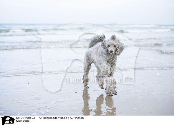 Kleinpudel / Standard Poodle / AH-08592