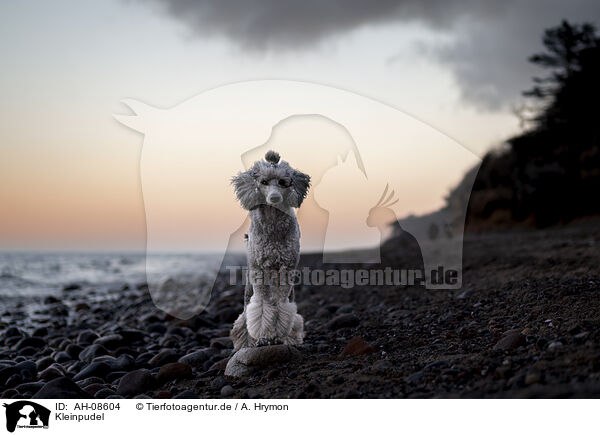 Kleinpudel / Standard Poodle / AH-08604