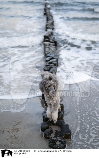 Kleinpudel / Standard Poodle / AH-08608