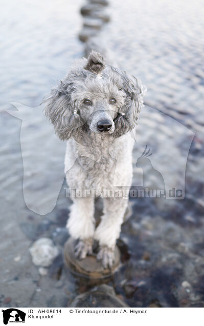 Kleinpudel / Standard Poodle / AH-08614