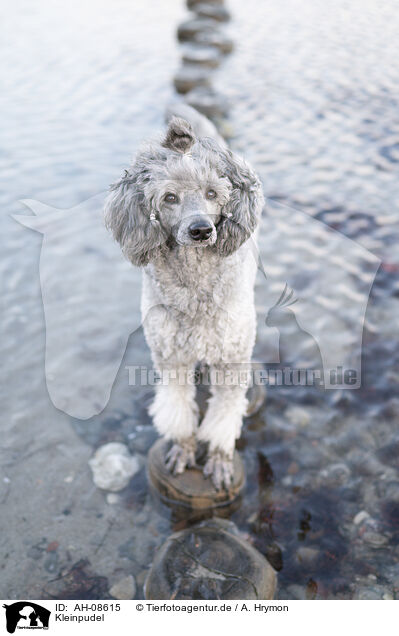 Kleinpudel / Standard Poodle / AH-08615