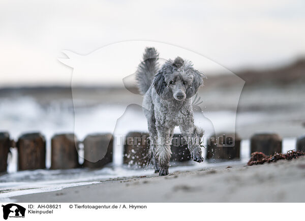 Kleinpudel / Standard Poodle / AH-08621