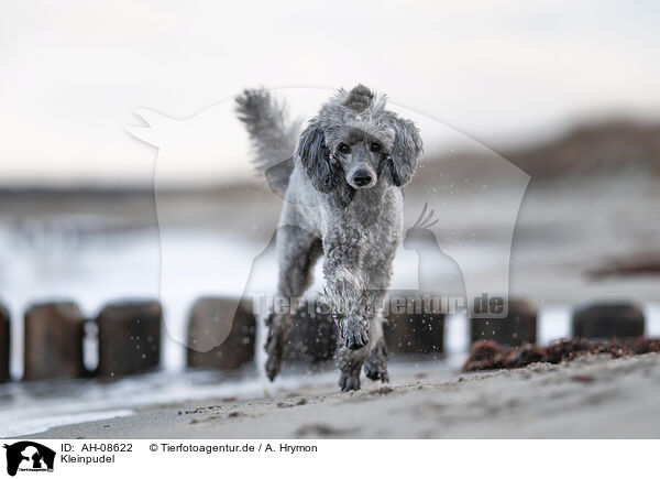 Kleinpudel / Standard Poodle / AH-08622