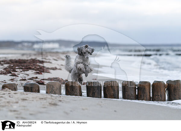 Kleinpudel / Standard Poodle / AH-08624