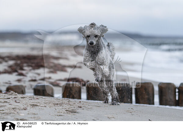 Kleinpudel / Standard Poodle / AH-08625