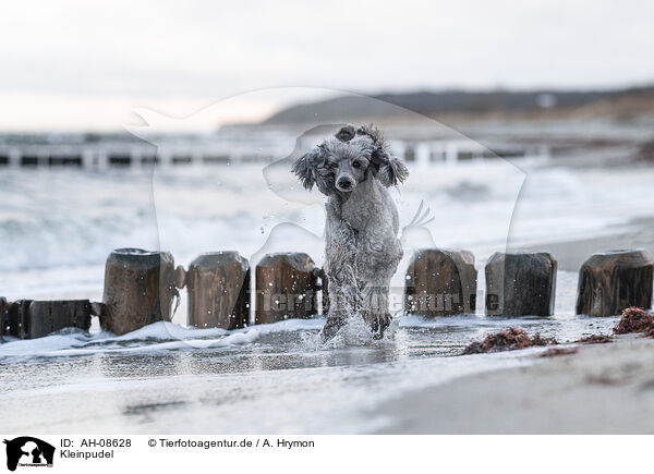 Kleinpudel / Standard Poodle / AH-08628