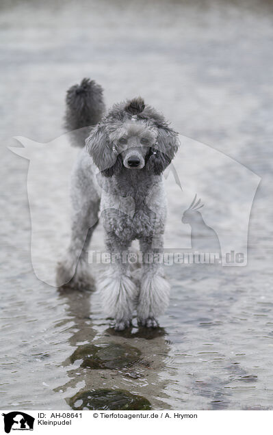 Kleinpudel / Standard Poodle / AH-08641