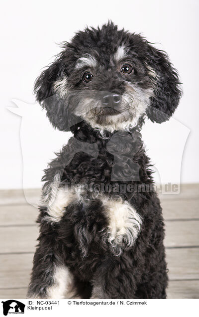Kleinpudel / Standard Poodle / NC-03441