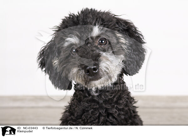 Kleinpudel / Standard Poodle / NC-03443