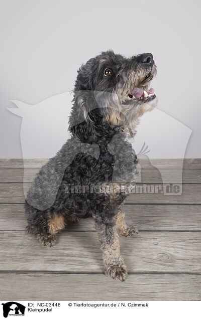 Kleinpudel / Standard Poodle / NC-03448