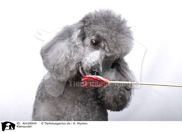 Kleinpudel / Standard Poodle / AH-08944