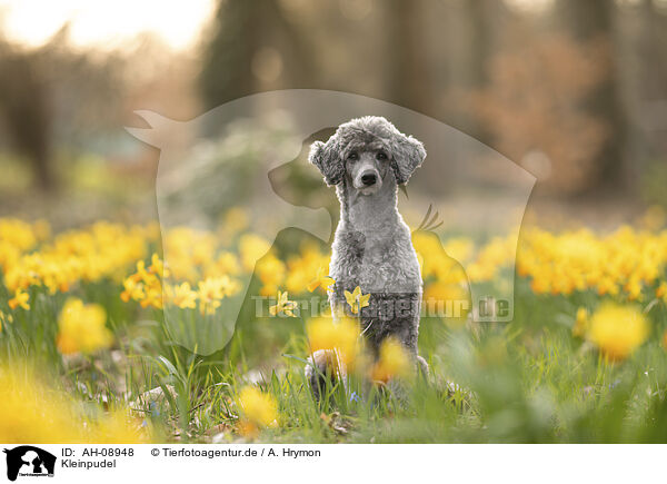 Kleinpudel / Standard Poodle / AH-08948