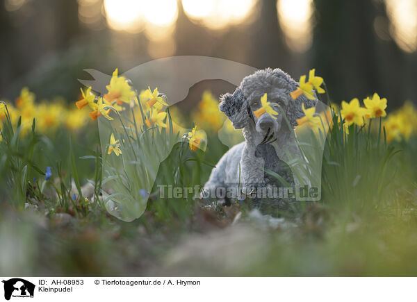 Kleinpudel / Standard Poodle / AH-08953