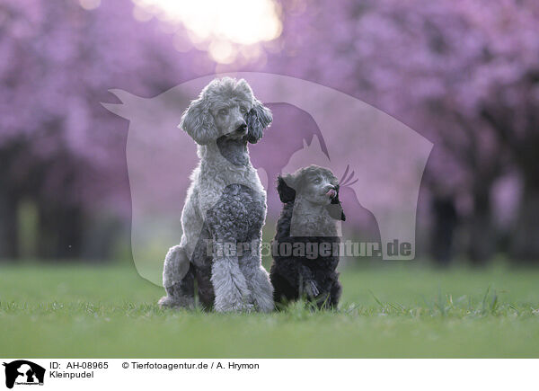 Kleinpudel / Standard Poodle / AH-08965