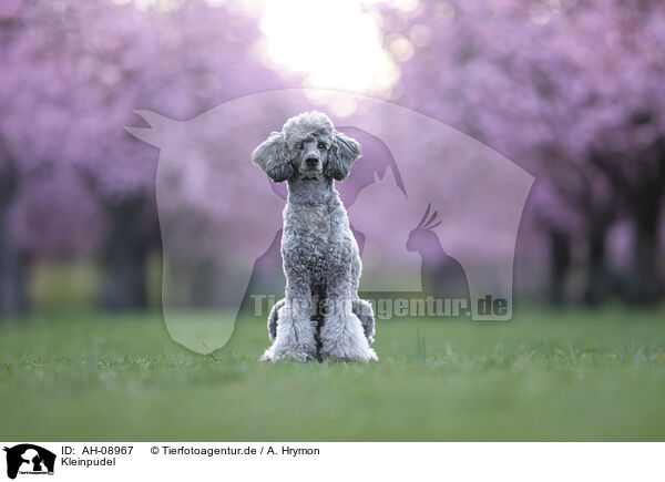 Kleinpudel / Standard Poodle / AH-08967