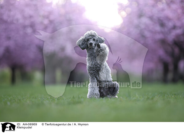 Kleinpudel / Standard Poodle / AH-08969