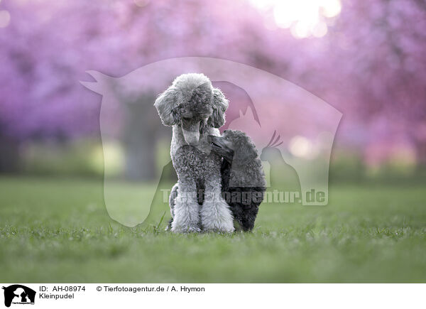 Kleinpudel / Standard Poodle / AH-08974