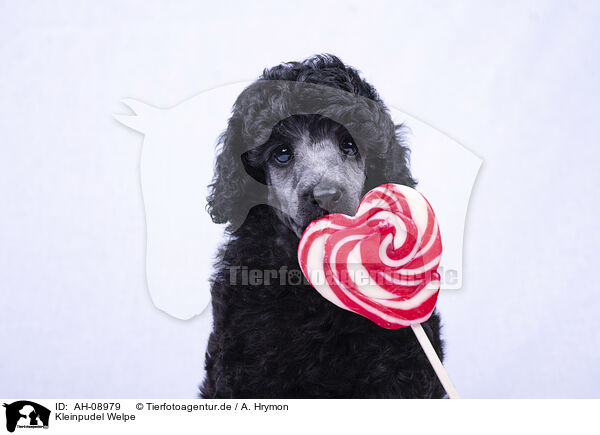 Kleinpudel Welpe / Standard Poodle puppy / AH-08979