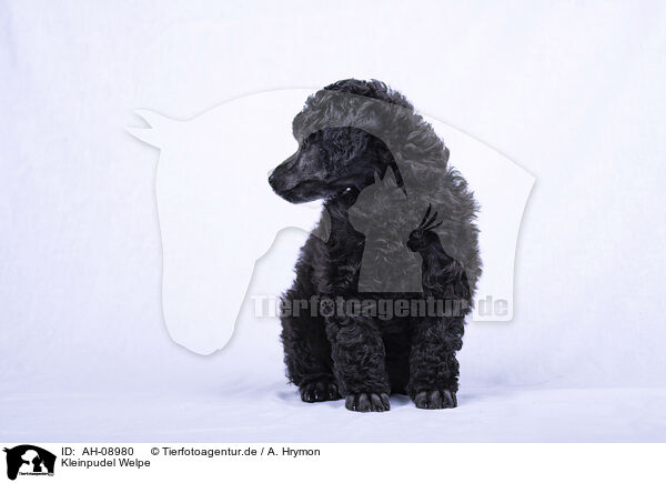 Kleinpudel Welpe / Standard Poodle puppy / AH-08980