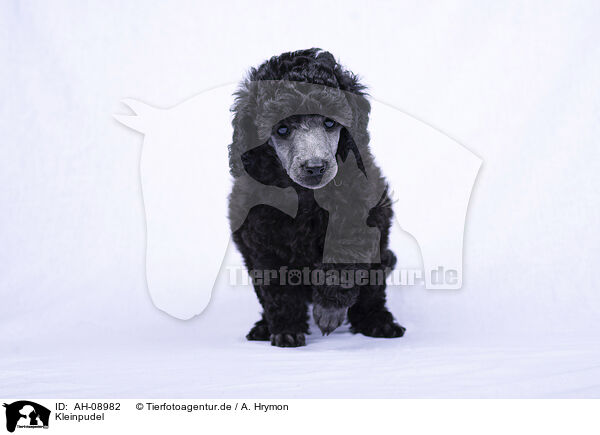 Kleinpudel / Standard Poodle / AH-08982