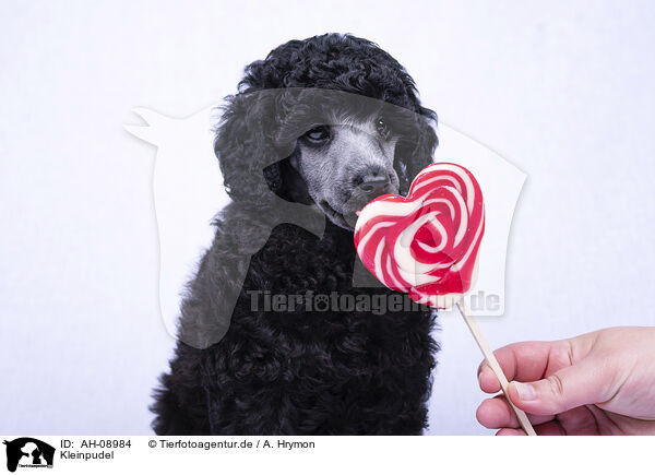 Kleinpudel / Standard Poodle / AH-08984