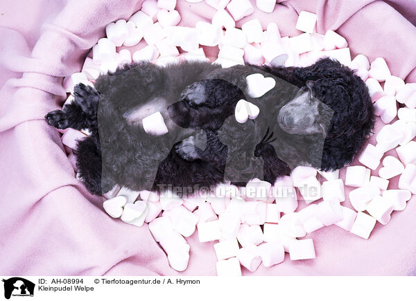 Kleinpudel Welpe / AH-08994
