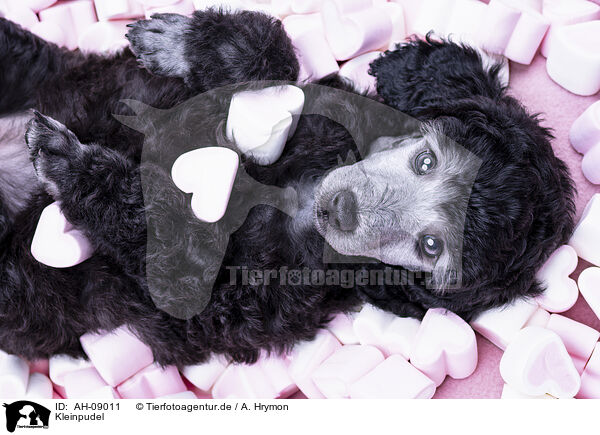 Kleinpudel / Standard Poodle / AH-09011