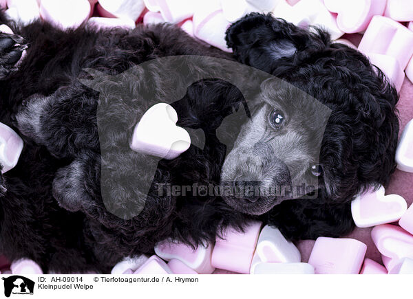 Kleinpudel Welpe / Standard Poodle puppy / AH-09014