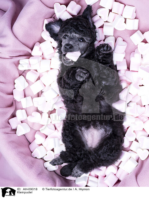 Kleinpudel / Standard Poodle / AH-09018