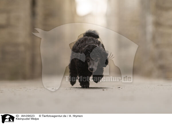 Kleinpudel Welpe / Standard Poodle puppy / AH-09023