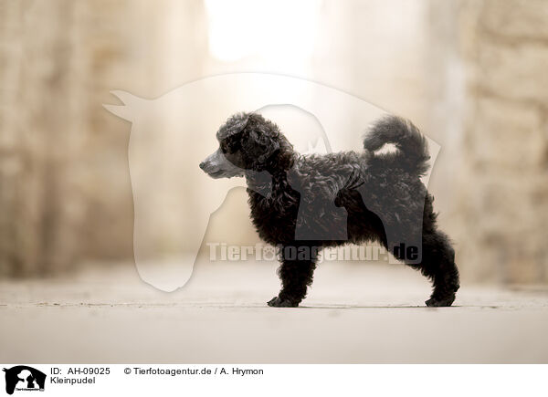 Kleinpudel / Standard Poodle / AH-09025